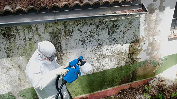 Top rated local Bathroom Mold Removal specialists in Springfield, TN
